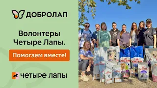 Волонтеры Четыре Лапы: помогаем вместе
