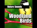 Gentle Woodland Bird Songs for Meditation and Stress Relief