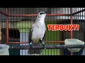 Download Lagu Suara pancingan burung trucuk paling di cari YAng bikin nyaut dan bunyi trucuk bahan