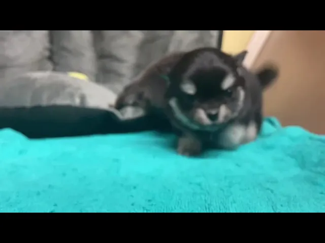 動画
