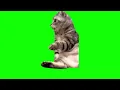 shocked cat meme green screen