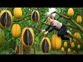 Download Lagu Harvesting 500kg Rare Giant Black-fleshed  Grapefruit, The Most Wanted Fruit in Village Market