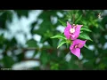 200 Most Famous Beautiful Piano Melodies - Great Relaxing Piano Instrumental Love Songs Playlist