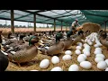 Download Lagu Harvesting 2000+ Duck Eggs For Business – Giant Duck Farm !