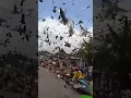 Melepaskan Ribuan Burung Merpati