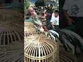 Download Lagu warna ayam bulu blorok madu..madunya mana...