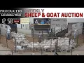 PRODUCERS LIVESTOCK Weekly Sheep Goat Auction 26