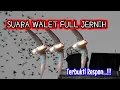 Download Lagu Suara Walet Original Jernih Plus Respon Mantab || Suara Panggil burung Walet Asli dari Alam Swift