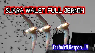 Download Suara Walet Original Jernih Plus Respon Mantab || Suara Panggil burung Walet Asli dari Alam Swift MP3