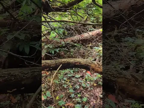 Where Are You? #shorts #snailhunter #millipede