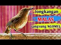 Download Lagu JONGKANGAN MALAS LANGSUNG NGOMEL,Suara jongkangan gacor pancingan \u0026 masteran AMPUH!!!!