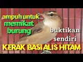 Download Lagu SUARA PIKAT AMPUH BURUNG KERAK BASI ALIS HITAM || SEGALA JENIS BURUNG KERAK BASI