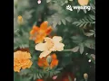 Download Lagu Jangan ada dusta di antara kita