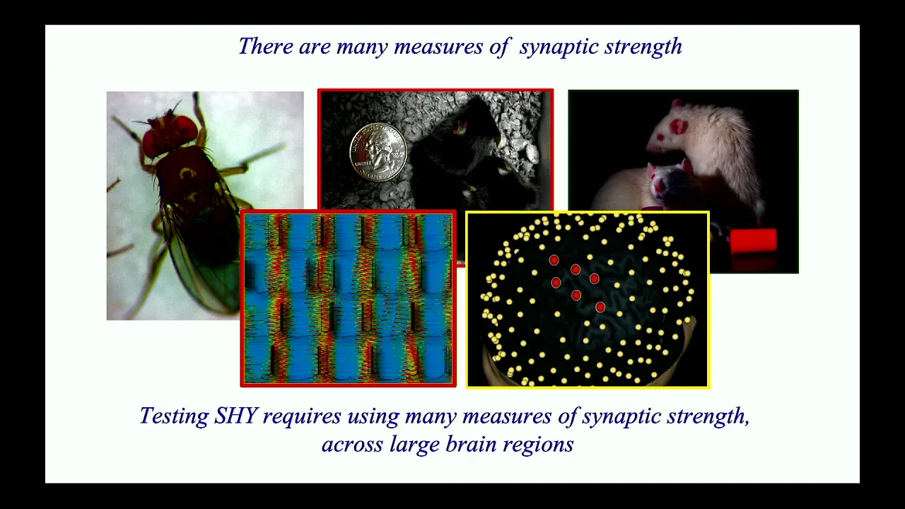 Sleep, synaptic homeostasis and neuronal firing rates - Chiara Cirelli