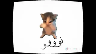 نو بسكوت نو دندنها