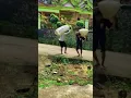 tukang ngaret lucu