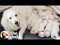 Great Pyrenees Shows Up In The Yard With Eight Big Surprises The Dodo