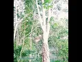 Download Lagu KUTILANG TARUNG SAMPAI BURUNG LIARNYA KEOK