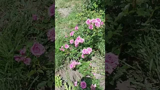 Rose Троянда бордюрна дрібноквіткова Бузковий туман Lilak Fog 