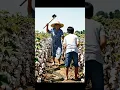 Download Lagu Grandma Saves Child in Cotton Field☁️