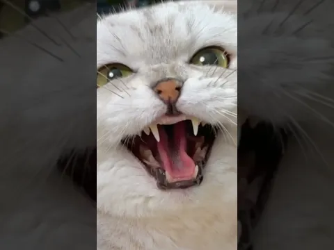 🥲 #cat