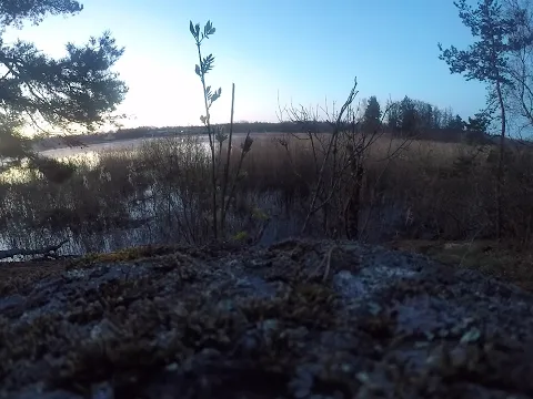 Download MP3 Pertunjukan booming Eurasia Bittern di Ågesta Reserve