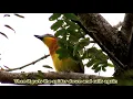 Download Lagu Grey-headed Bushshrike calling its mournful call