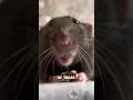 Download Lagu RATS THAT CAN DO THIS...