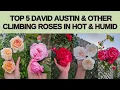 Lagu Top 5 Climbing Roses in 🔥 Hot \u0026 Humid, including 2 David Austin roses
