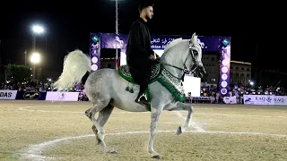 مفيش زيها مركز اول خيول مسجلة و ابراهيم غزال مهرجان الشرقية لأدب الخيول العربية 2025 
