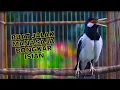 Download Lagu Jalak Suren Gacor Full Isian Mewah Satu Ini Efektif Membuat Jalak Mana Saja Auto Emosi dan Gacor MP3