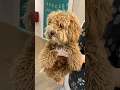 Download Lagu You won't believe this poodle puppy makeover! 🐶✨