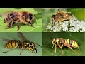 Download Lagu Is it a bee, a wasp, a fly, or a moth?