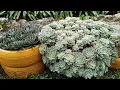 Download Lagu Plants that melt in the frost, and the resistant ones! Lots of shopping at the mall!