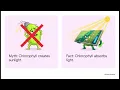 Leaf Power The Ultimate CSEC Biology Photosynthesis Breakdown
