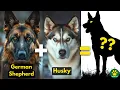 THE MOST Amazing German Shepherd Mix Breed Dogs