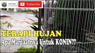 Download TERAPI HUJAN UNTUK KONIN || APA MANFAATNYA!! MP3