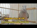 Download Lagu Perkutut Lokal GACOR suara Besar Ampuh memanggil Lawan EMOSI MANGGUNG PANCINGAN PERKUTUT LOKAL