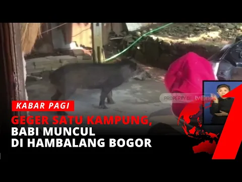 Babi Hutan Masuk Permukiman, Membuat Warga Sekitar Ketakutan