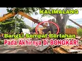 Lagu bangunan liar yang pemiliknya ngamuk! pada akhirnya di sikat bongkar \u0026 ratakan oleh petugas