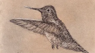Hummingbird Scribble Art Sketch with a Biro Pen