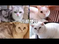 Download Lagu 家裡來了四隻寄養貓咪，其中有一張讓我看了淚目的臉龐｜李喜猫