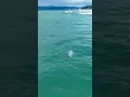 What’s that Dolphin Eating?