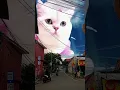 Download Lagu Anak Kucing Meong Meong 🤩🤩