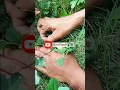 Download Lagu menangkap kadal keris dengan tangan kosong