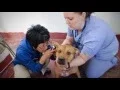 Banfield Pet Hospital - Vets Helping Vets