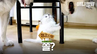 [정ZOO행] 고양이는 참지않긔 | EP.44 #동물농장 #animalfarm