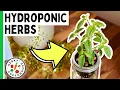 Growing Herbs in Hydroponics Using Ball Jars - Geeky Greenhouse