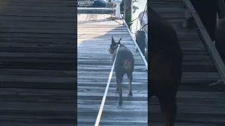 #Fyp #dream #YouTube #doberman #pets