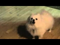 Download Lagu Dogsong
